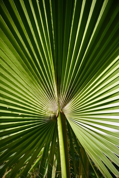 绿扇棕榈植物特写摄影